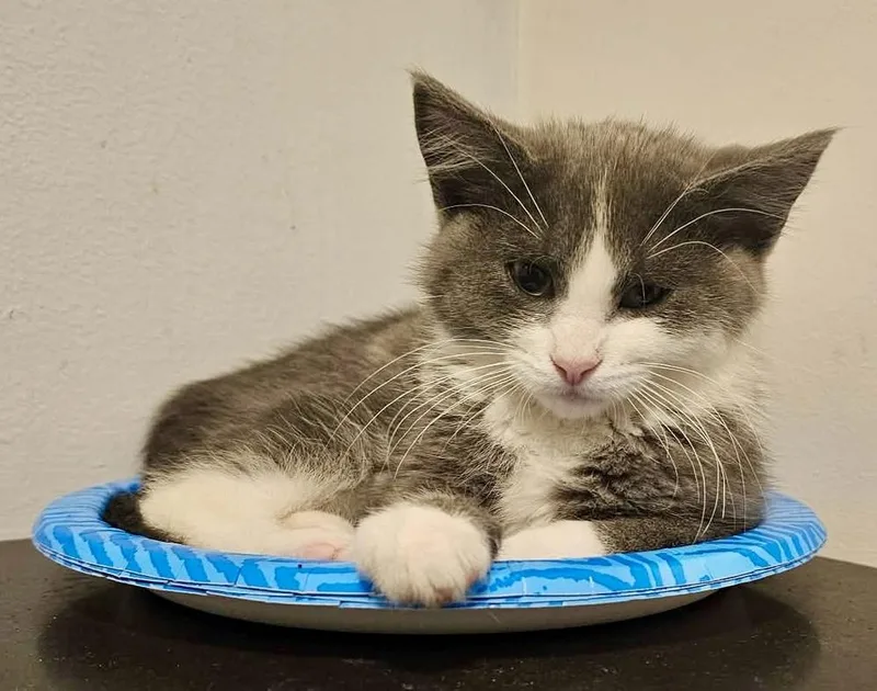 A baby medium-sized female Gray & White Domestic Short Hair cat named Glider Bonded Pair for adoption in Chicago, IL