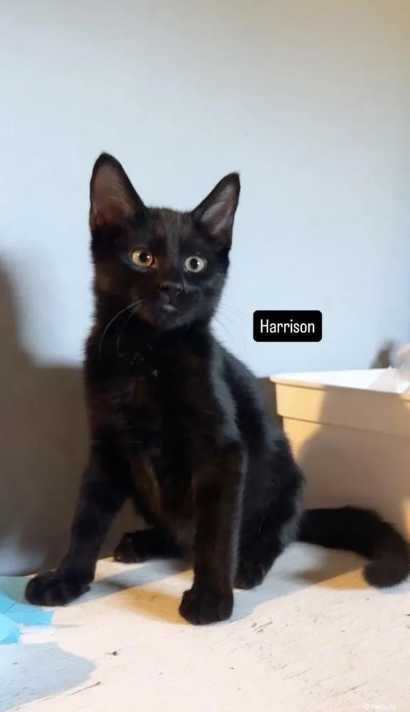 A baby small-sized male Black Domestic Short Hair cat named Harrison for adoption in Gardena, CA