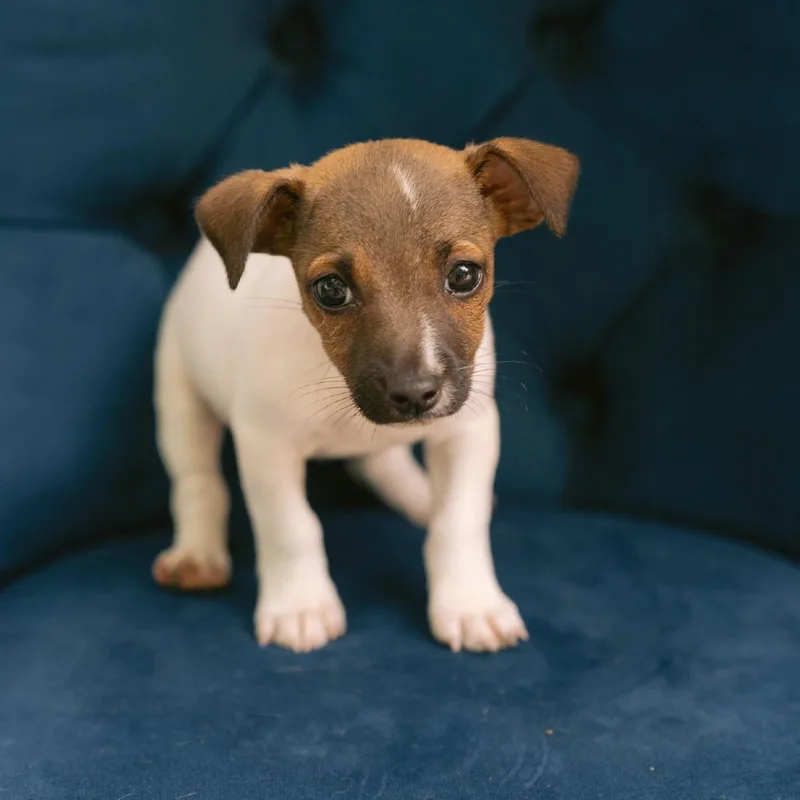 A baby small-sized female Jack Russell Terrier dog named Fabuloso for adoption in Zionsville, IN