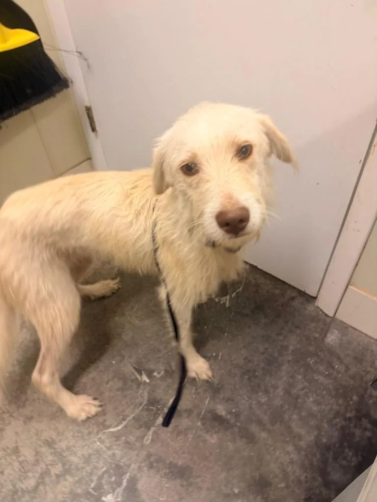 A young medium-sized female Terrier dog named Iris for adoption in Neosho, MO