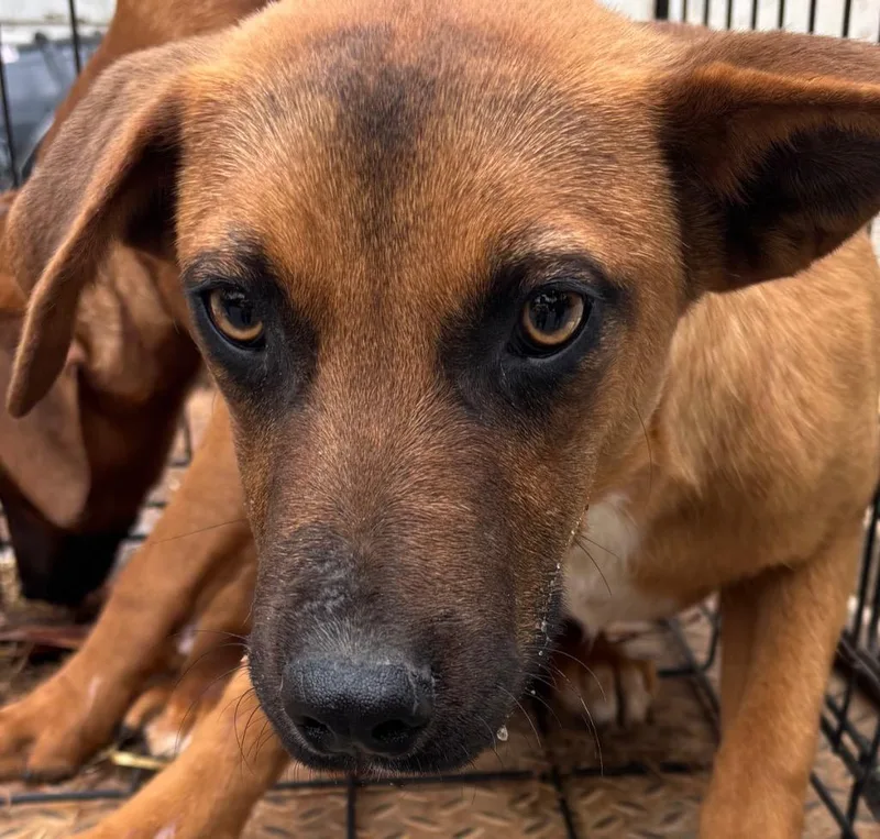 A baby small-sized female Black Mouth Cur dog named Sage for adoption in Elizabethton, TN