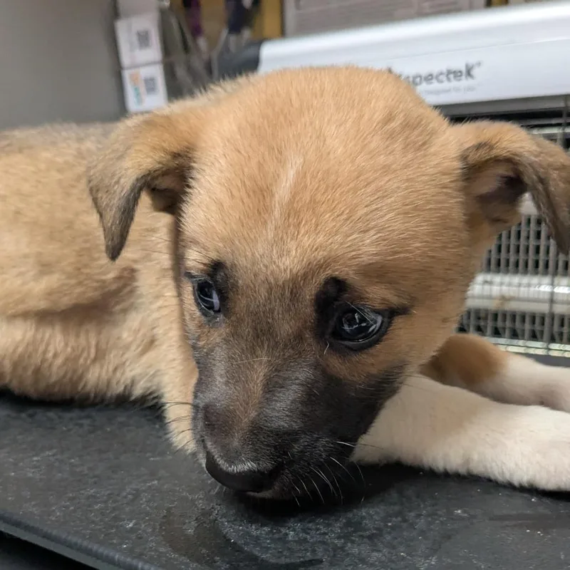 A baby medium-sized male Brown / Chocolate Mixed Breed dog named Flop for adoption in Huntsville, AR