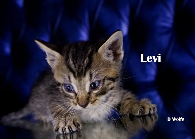 Levi