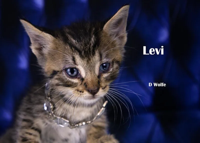 Levi thumbnail 2