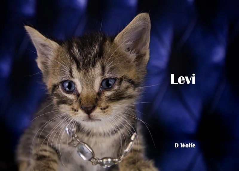 Levi thumbnail 3