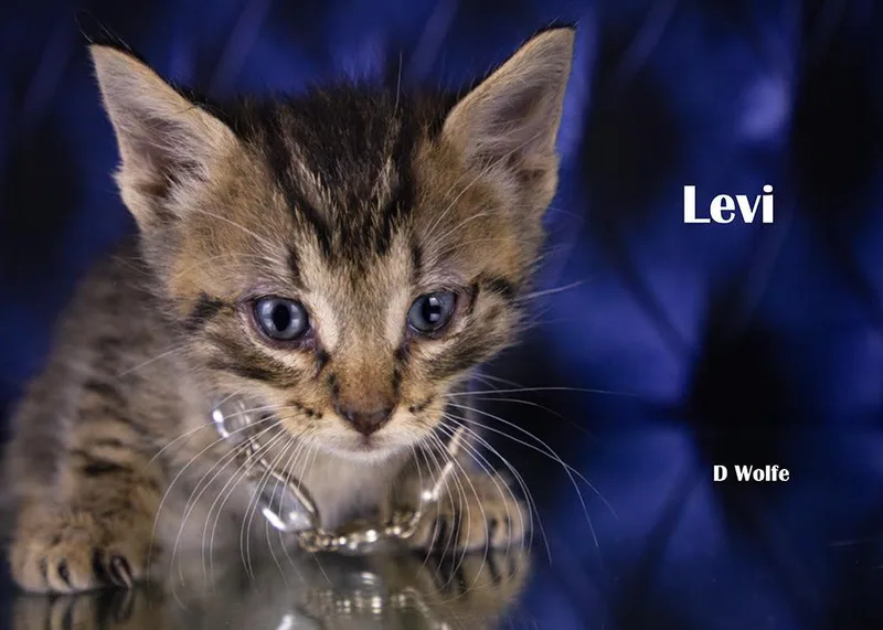 Levi thumbnail 4