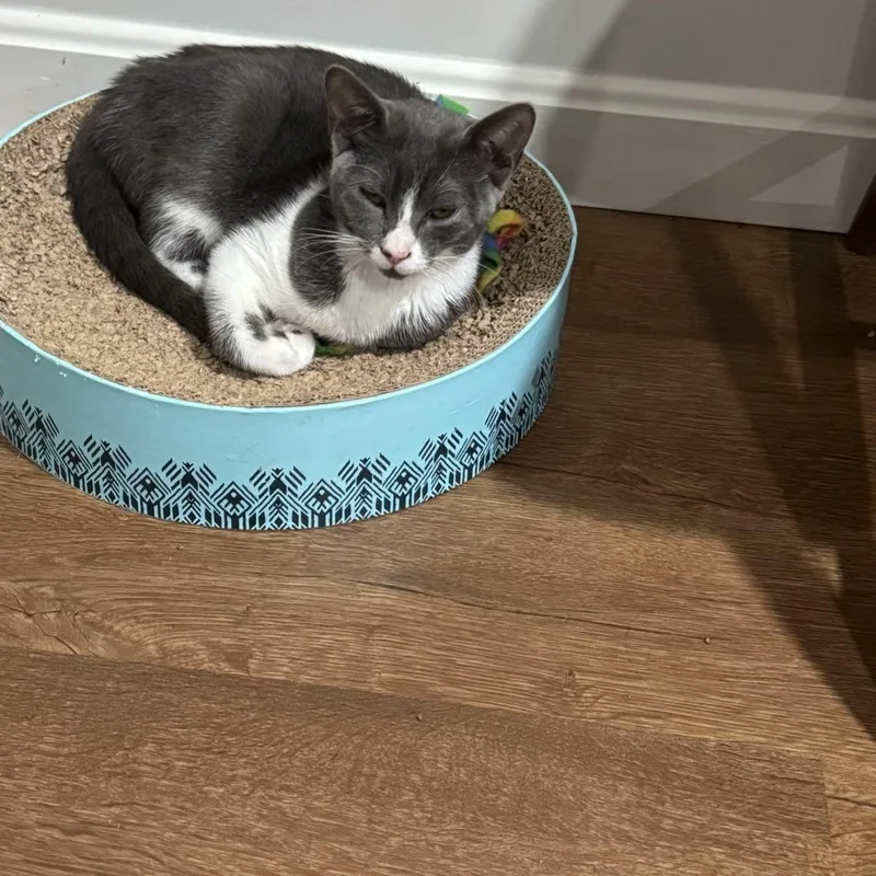 A baby small-sized male Gray / Blue / Silver Domestic Short Hair cat named Jack & Dakota BONDED for adoption in Boca Raton, FL