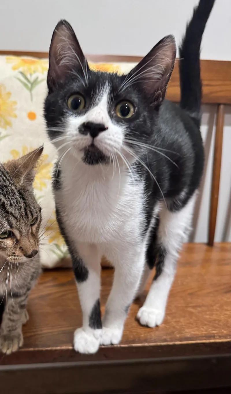 Jack & Dakota BONDED thumbnail 3