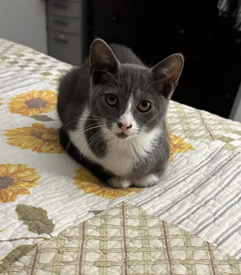 Jack & Dakota BONDED thumbnail 5