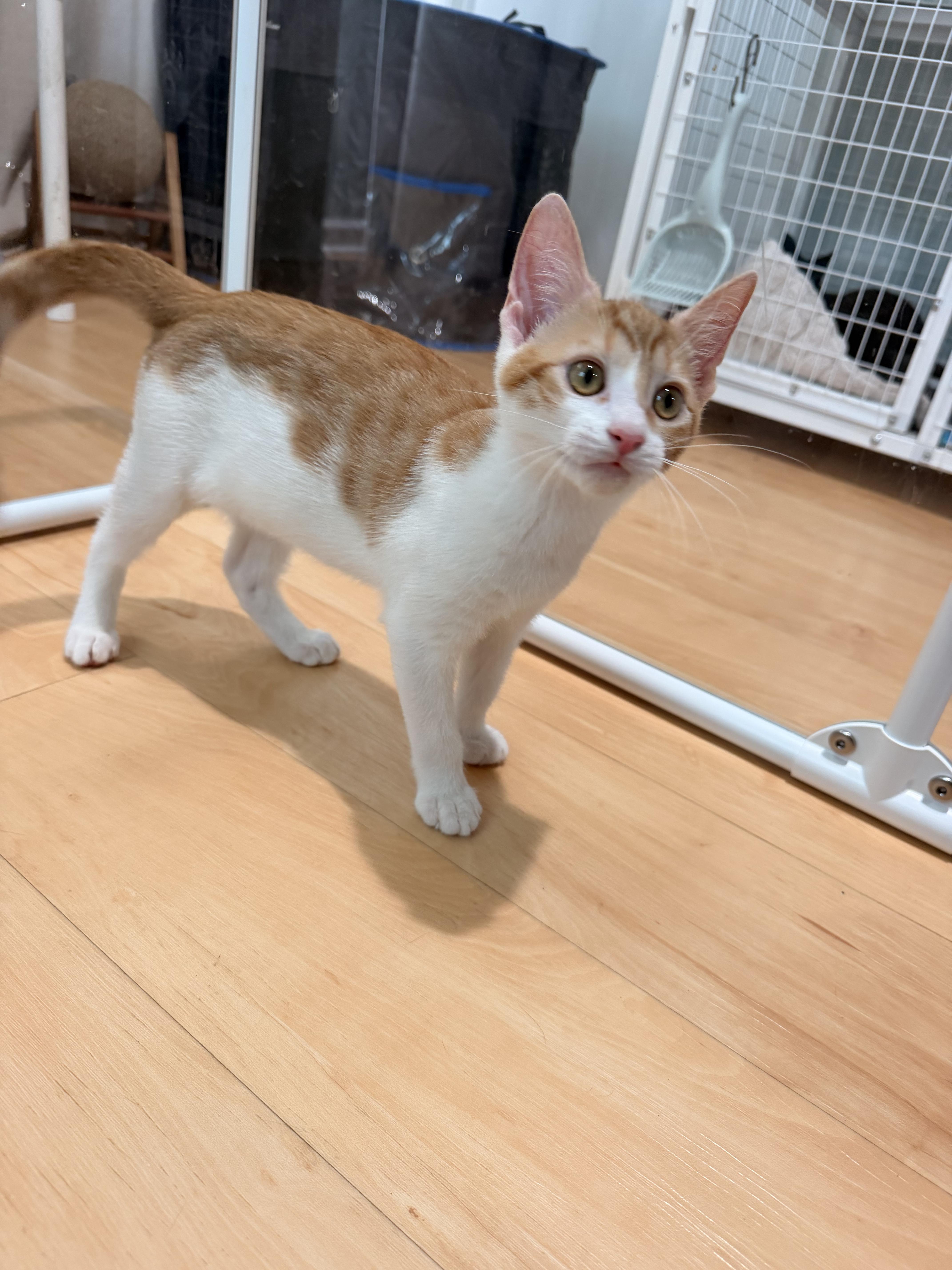 A baby medium-sized male Orange & White Domestic Short Hair cat named Seastar for adoption in Suffolk, VA