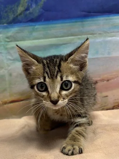 A young small-sized male Domestic Short Hair cat named Jimmy for adoption in San Antonio, TX