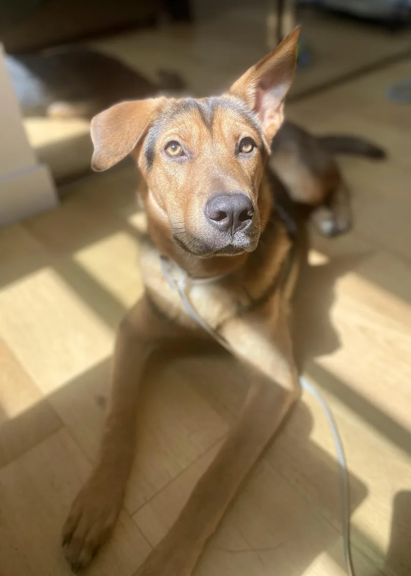 A young medium-sized female Bicolor German Shepherd Dog dog named Jolene for adoption in Thousand Oaks, CA