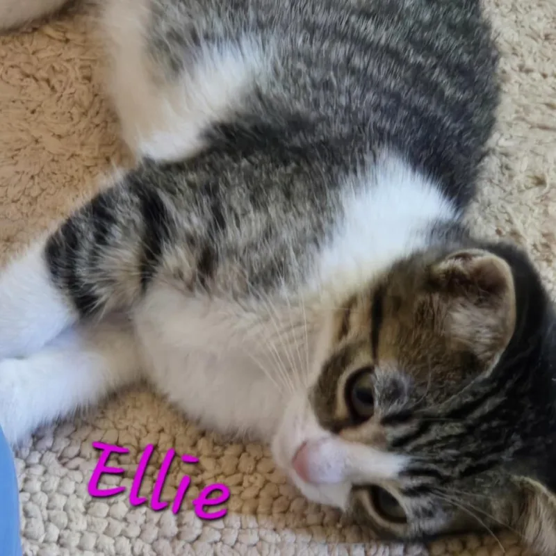 A baby small-sized female Brown / Chocolate Domestic Short Hair cat named Ellie for adoption in Prescott, AZ