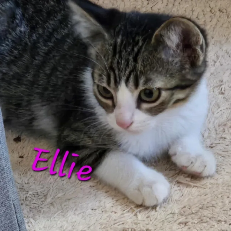 Ellie thumbnail 2