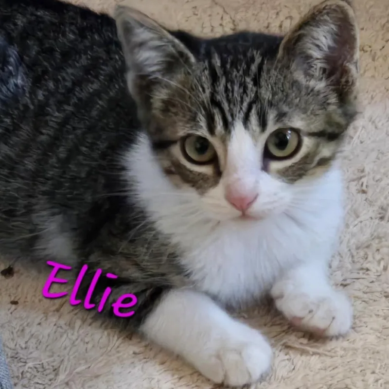 Ellie thumbnail 3
