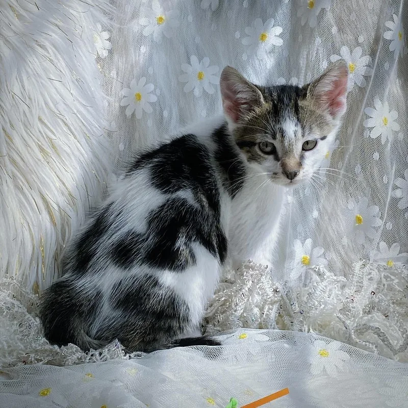 A baby small-sized male Gray / Blue / Silver Domestic Short Hair cat named Cracker Jack for adoption in Huntsville, AL