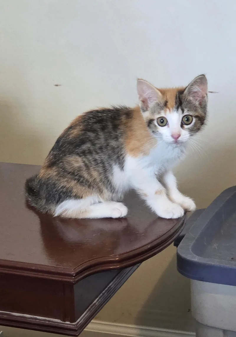 A young medium-sized female Domestic Short Hair cat named Cold Ginger Ale for adoption in Camden, SC