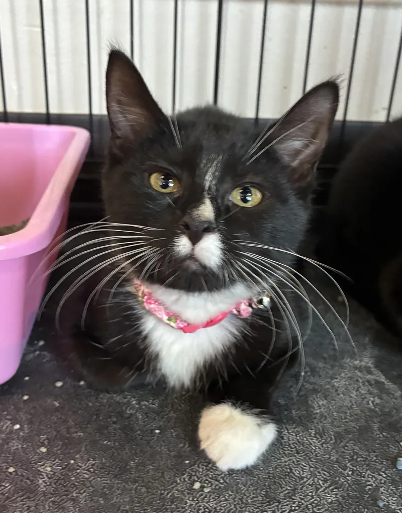 A baby medium-sized female Black & White / Tuxedo Domestic Short Hair cat named Jenny for adoption in Breinigsville, PA