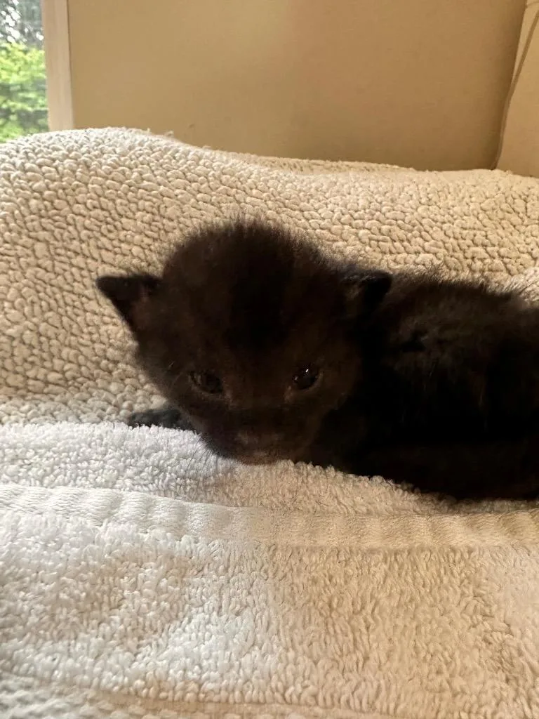 A baby small-sized male Domestic Short Hair cat named Yogurt for adoption in Newnan, GA