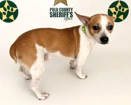 An adult small-sized male Chihuahua dog named Pluto for adoption in Madison, NJ