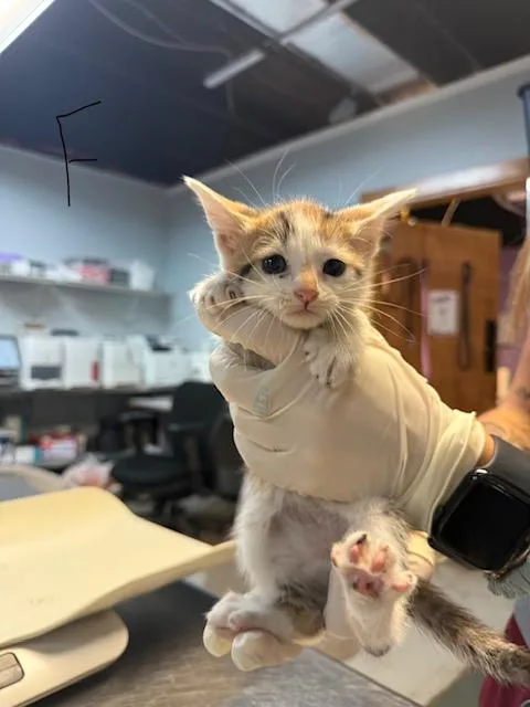 A baby small-sized female Domestic Short Hair cat named Athena for adoption in Fort Walton Beach, FL