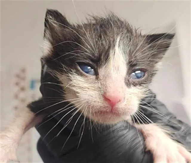 A baby medium-sized female Domestic Short Hair cat named Nova for adoption in Fort Lauderdale, FL