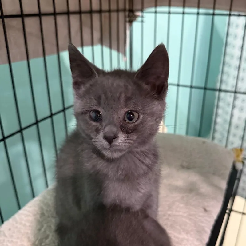 A baby small-sized male Gray / Blue / Silver Domestic Short Hair cat named Popeye the Sailor Man for adoption in Marion, VA