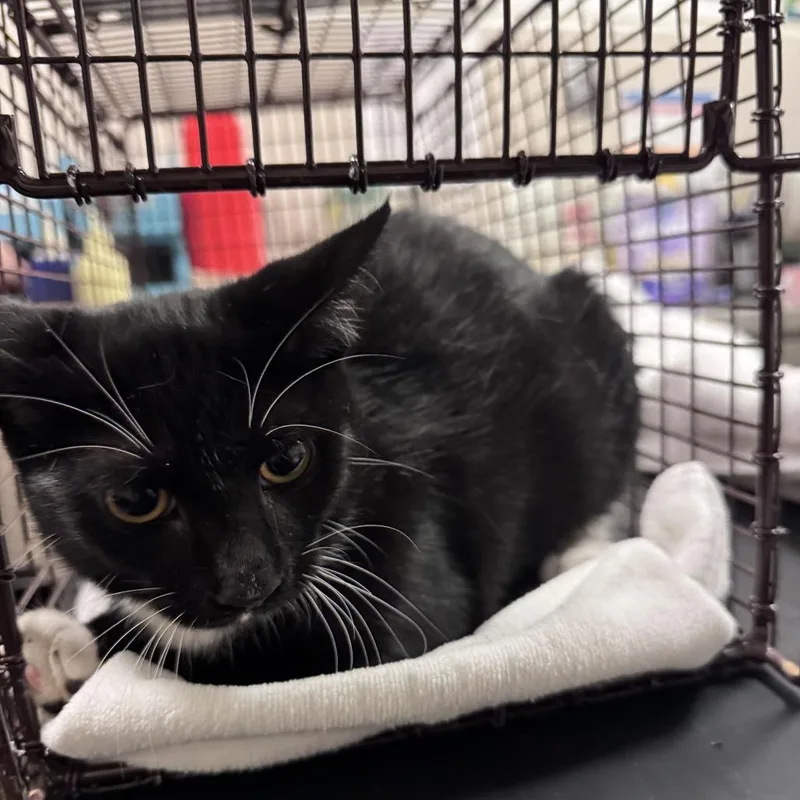 A baby medium-sized female Black Domestic Short Hair cat named Hugo for adoption in Chicago, IL