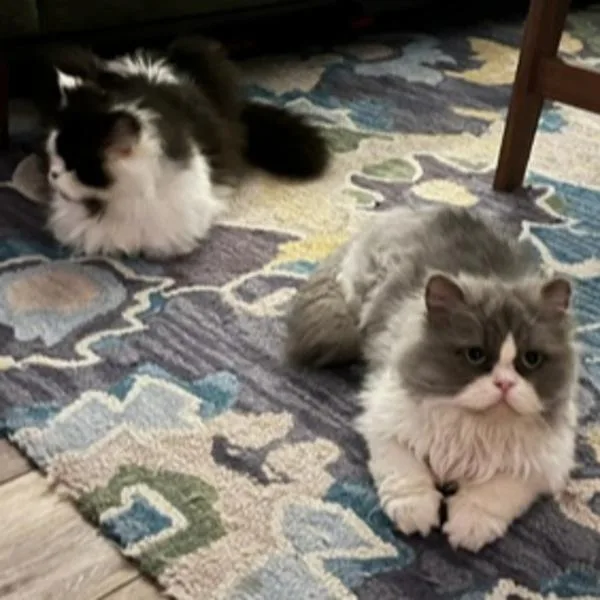 An adult medium-sized male Persian cat named Frankie  Bonded Buddy for adoption in Des Moines, IA