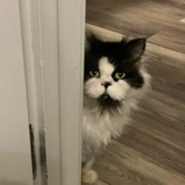 Frankie  Bonded Buddy thumbnail 3