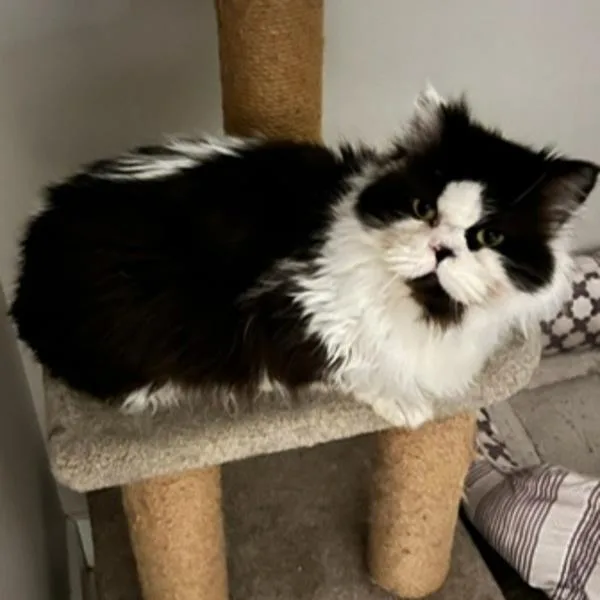 Frankie  Bonded Buddy thumbnail 5