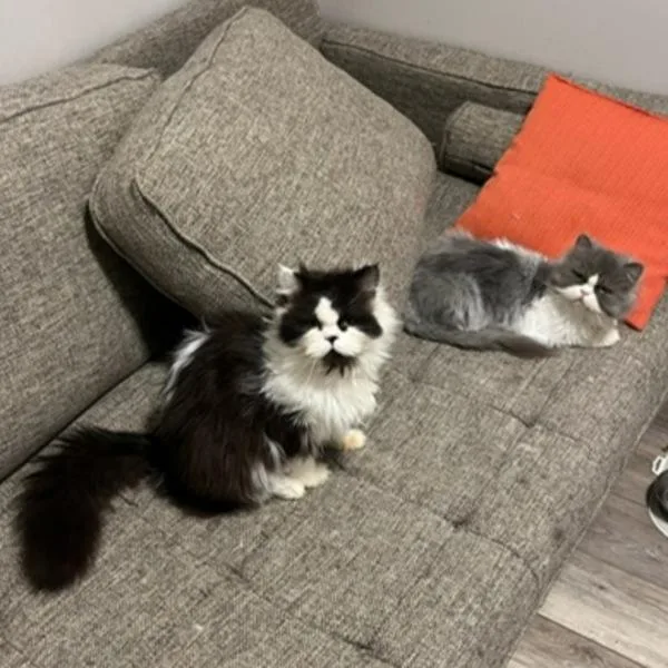 Frankie  Bonded Buddy thumbnail 6