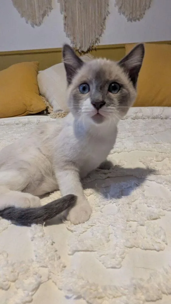 A baby small-sized male Gray & White Domestic Short Hair cat named Frisco for adoption in Bellevue, NE