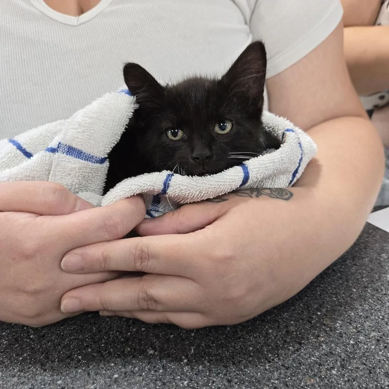 A baby small-sized male Domestic Short Hair cat named Beetle for adoption in Newark, NJ