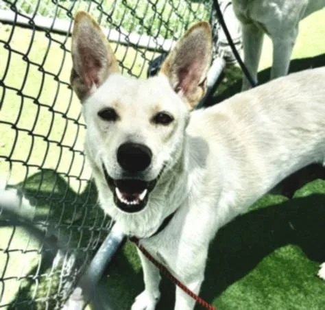An adult large-sized female Labrador Retriever dog named Freya for adoption in Los Angeles, CA