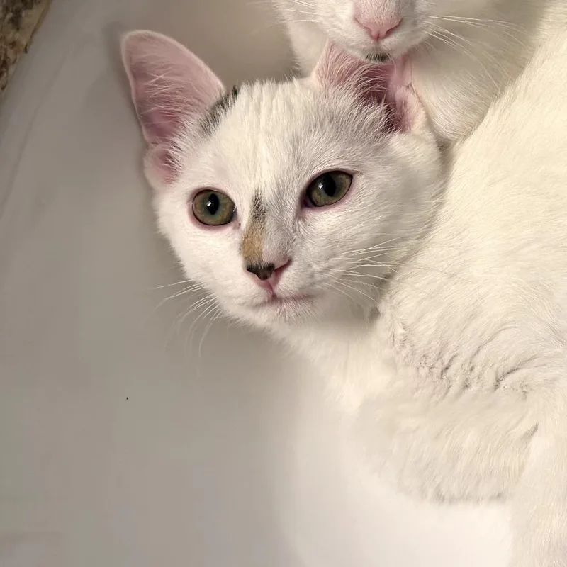 Sweetie