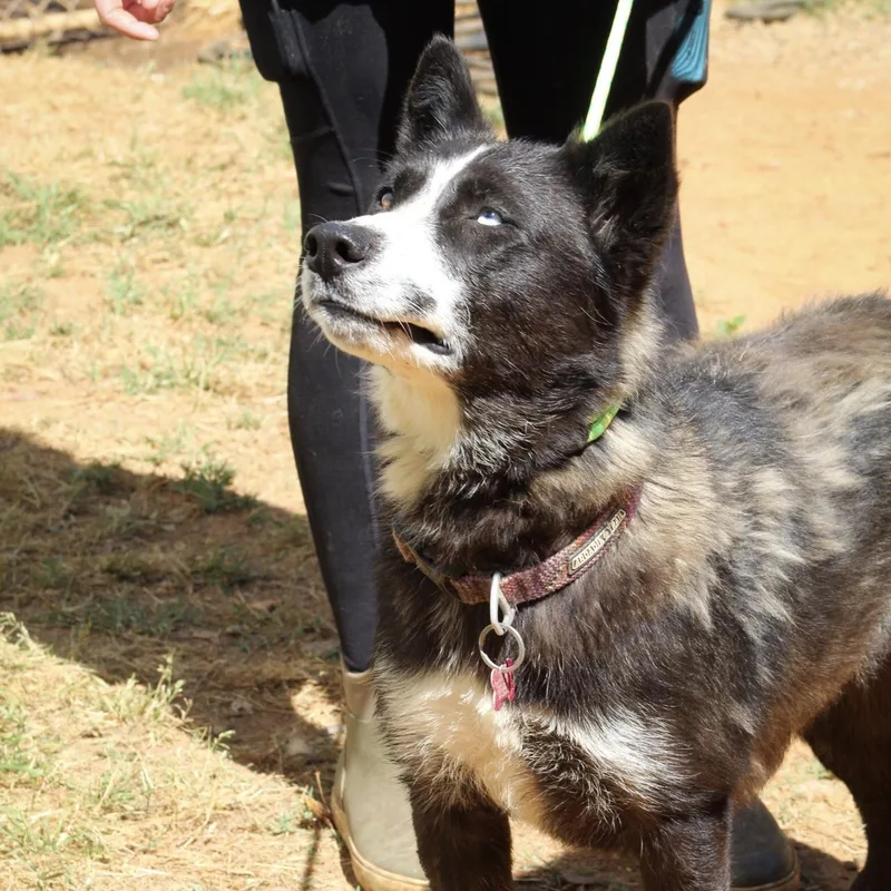 A young medium-sized female Black Husky dog named Chopped Salad for adoption in Columbia, SC