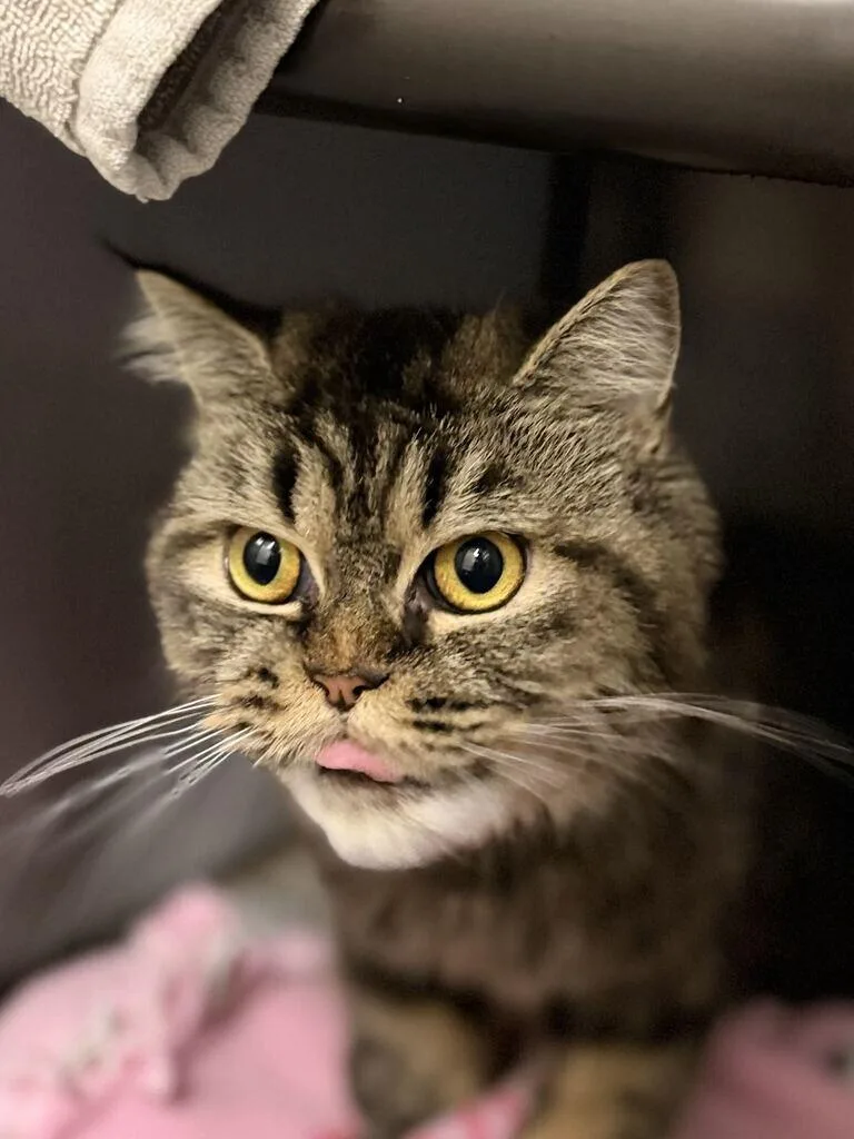 A young medium-sized female Tabby (Brown / Chocolate) Persian cat named Pippi for adoption in Fruit Heights, UT