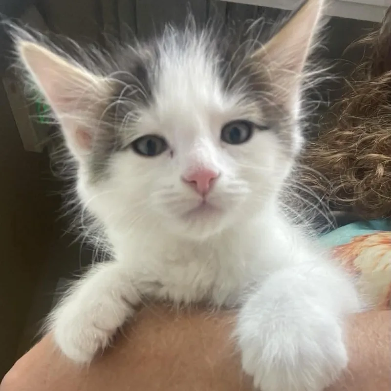 A young small-sized male Domestic Long Hair cat named Van for adoption in Fort Payne, AL