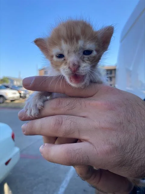 A baby small-sized female Domestic Short Hair cat named Citrus for adoption in Dallas, TX