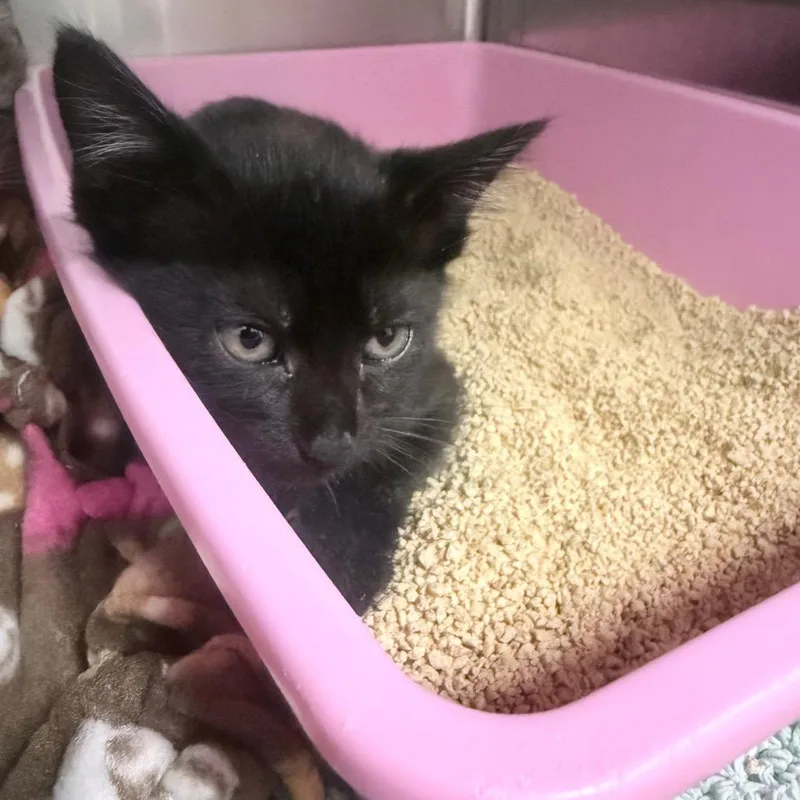 A baby small-sized male Black Domestic Short Hair cat named Bouie for adoption in Jupiter, FL