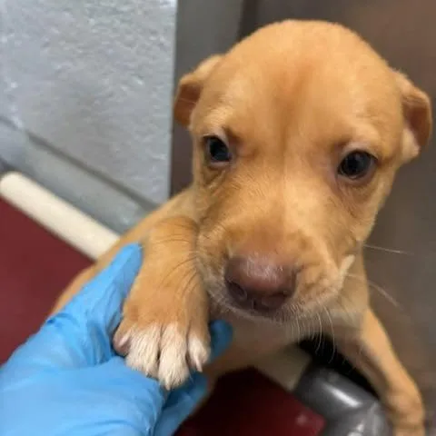 A baby small-sized male Yellow / Tan / Blond / Fawn Mixed Breed dog named Brady for adoption in Bastrop, TX