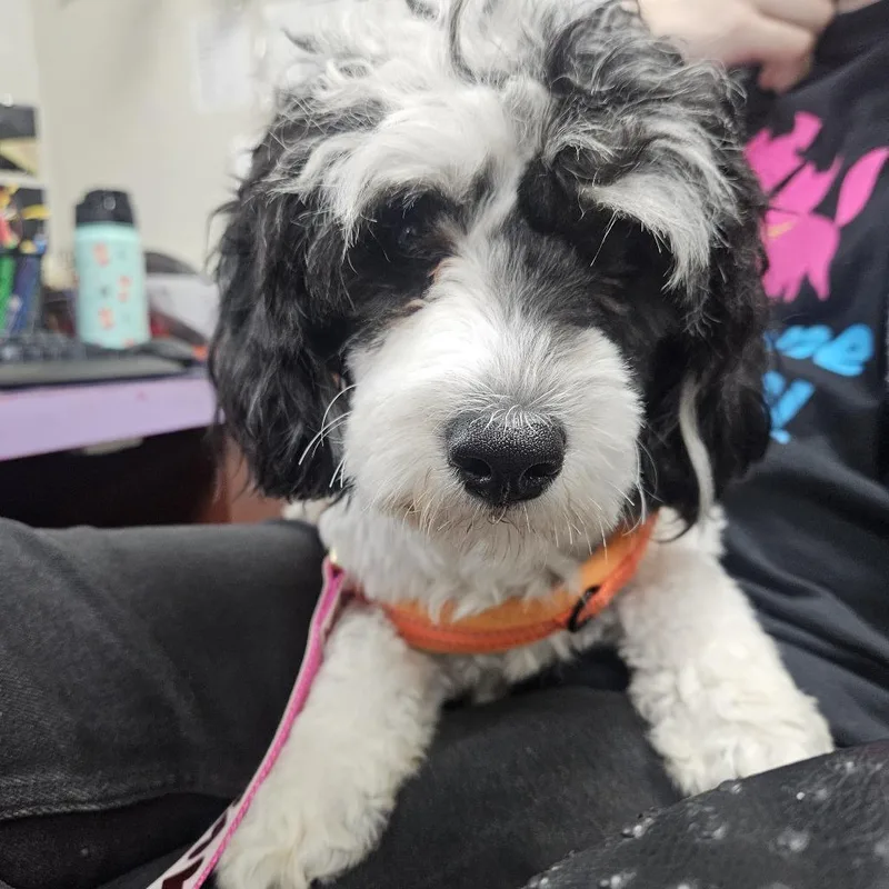 An adult small-sized female Black Mixed Breed dog named Linda for adoption in Gainesville, FL