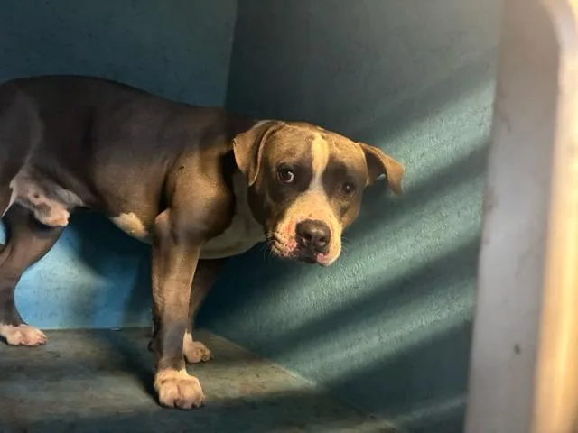 A young large-sized male Mixed Breed dog named Bobby for adoption in West Palm Beach, FL