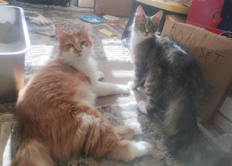 Oliver And Olivia