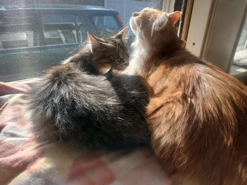 Oliver And Olivia thumbnail 3