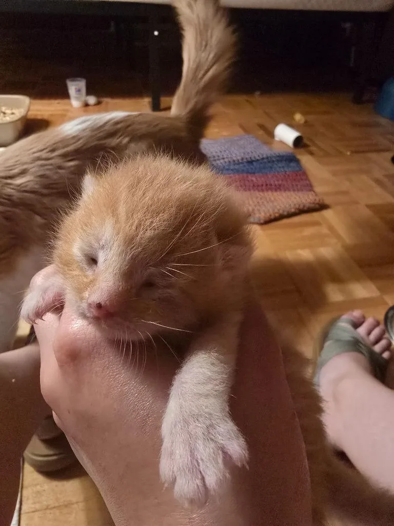 A baby medium-sized male Domestic Short Hair cat named Little Chef for adoption in Ashland, WI