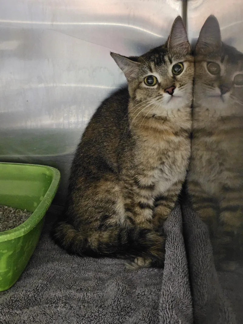 A baby small-sized female Tabby (Tiger Striped) Domestic Short Hair cat named D.w. for adoption in Burlington, IA