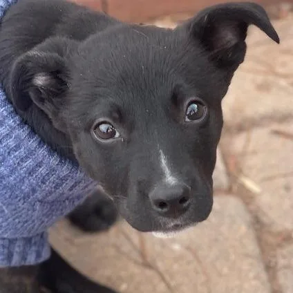 A young medium-sized female Black Mixed Breed dog named Juanita for adoption in Moab, UT