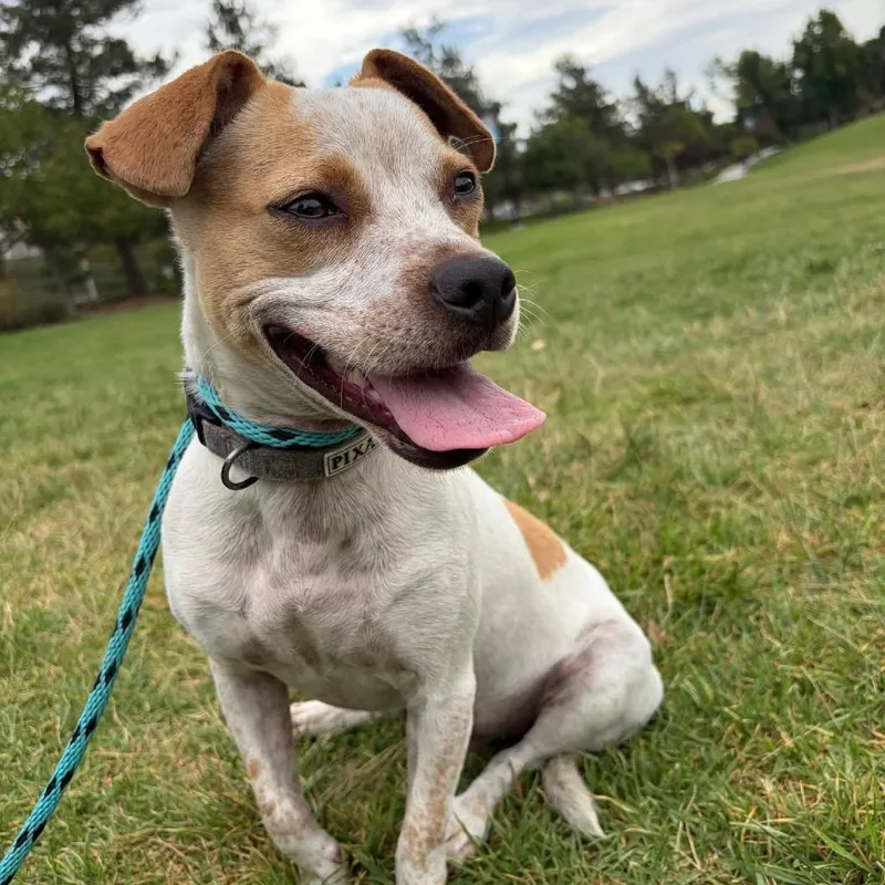 A young small-sized male White / Cream Jack Russell Terrier dog named Quill City of for adoption in Chino Hills, CA